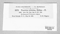 Puccinia recondita image